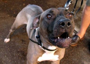 Bimba ferita da un pitbull