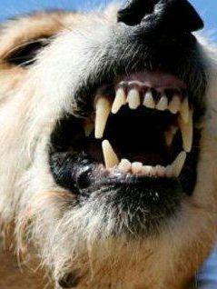 <b>CANE AGGRESSIVO</b> Unimmagine di repertorio     
