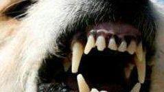 <b>CANE AGGRESSIVO</b> Un’immagine di repertorio