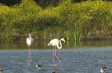 Fenicotteri nel Parco di Migliarino San Rossore (foto di repertorio) 