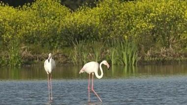 Fenicotteri nel Parco di Migliarino San Rossore (foto di repertorio)