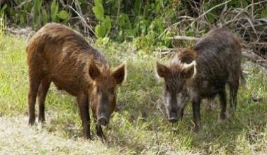 Cinghiali, i viticoltori: chiederemo i danni ai cacciatori
