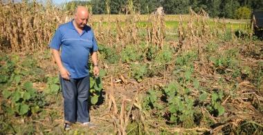 Scorribande dei cinghiali esasperati i coltivatori «Pronti a fare da soli»