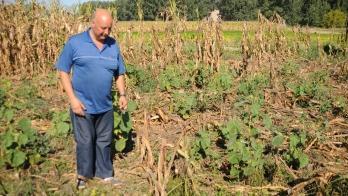 Scorribande dei cinghiali esasperati i coltivatori «Pronti a fare da soli»