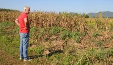 Cinghiali, coltivatori esasperati: pronti a difenderci da soli