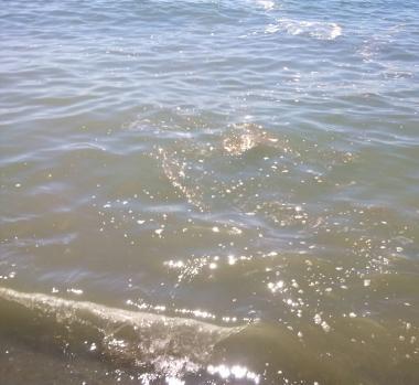 I liquami in mare       