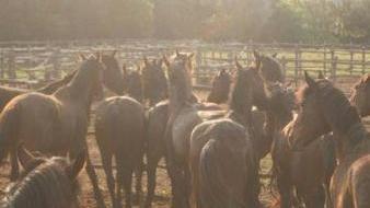 Cavalli in un recinto in un maneggio delle nostre zone