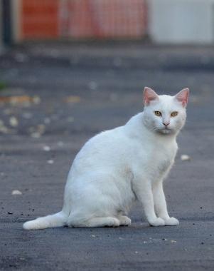 <b>UN MICIO.</b> Della colonia felina 