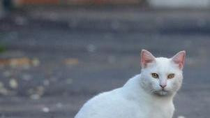 <b>UN MICIO.</b> Della colonia felina