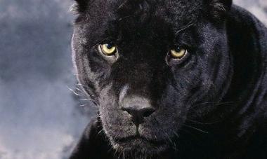 La pantera è imprendibile: ora si punta a fotografarla