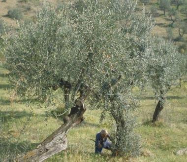 Partono i controlli sulla mosca olearia