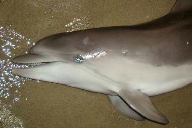 Il delfino morto nelle acque di Carbonifera 