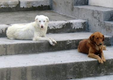 <b>CANI.</b> Randagi lungo una scalinata 
