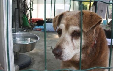 Lascia il cane nella baracca Accusato di abbandono di animali