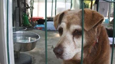 Lascia il cane nella baracca Accusato di abbandono di animali