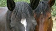 A fuoco il fieno in un maneggio Paura per i cavalli nella stalla