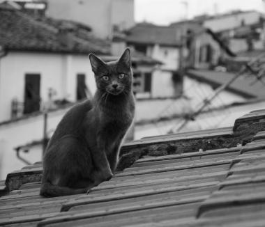 Appello per la gattina Zelda smarrita sui tetti del centro