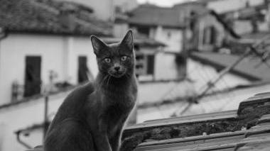Appello per la gattina Zelda smarrita sui tetti del centro