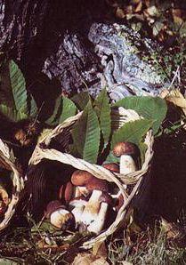Un cestino di funghi 