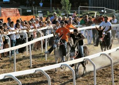 <b>PALIO.</b> Lo spettacolo dei somari in pista 