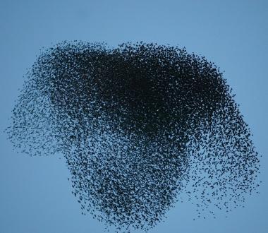 Uno stormo di centinaia di storni volteggia nel cielo 