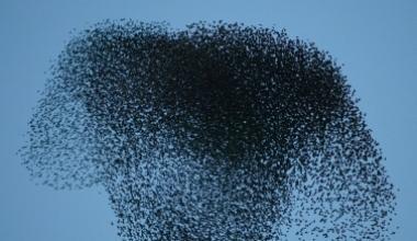 Sì alla caccia allo storno troppi danni alle colture la Regione corre ai ripari