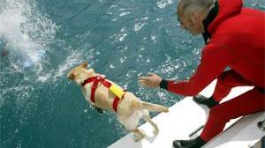 Eva, il cane bagnino nel mare di Baratti