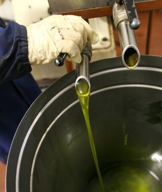 In termini scientifici si chiama Bactrocera oleae la mosca che preoccupa gli agricoltori locali 