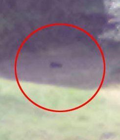 <b>BAGHERA. </b> La foto scattata dalla Forestale lo scorso 7 agosto vicino a Massa Marittima 