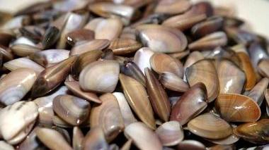 Arselle, molluschi ambiti sulle tavole dei pisani
