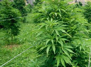 Cannabis in giardino, in carcere prima il padre poi il figlio