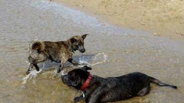 Due cani giocano in mare