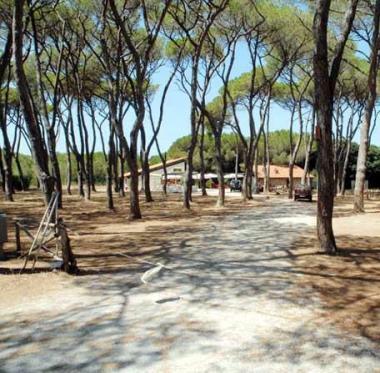 Un tratto della pineta di Rimigliano che il Comune ha deciso di espropriare dopo anni di contenzioso legale        