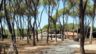 Un tratto della pineta di Rimigliano che il Comune ha deciso di espropriare dopo anni di contenzioso legale