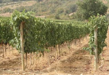 Paolo Bosoni e, sopra, un vigneto della Valdimagra