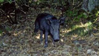 Denunciato pensionato per caccia al cinghiale con strumenti vietati
