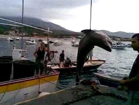 Catturato uno squalo all'isola d'Elba