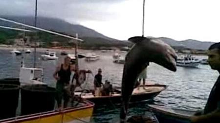 Catturato uno squalo all'isola d'Elba