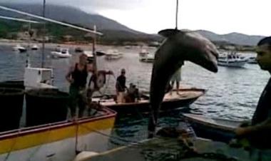 Pescato squalo di tre metri al largo di Marina di Campo