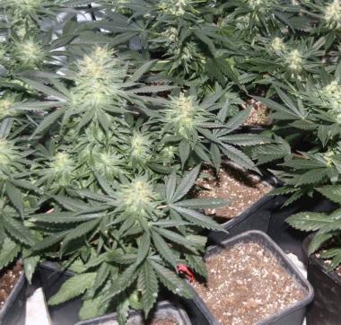 Piante di marijuana 