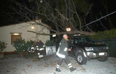 Uno dei platani caduti sul viale dAnnunzio sfiorando unauto 