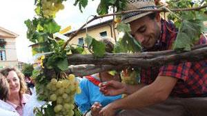 Festa dell'Uva in Collinaia, come cambiano il traffico e la sosta