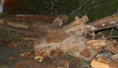 Albero caduto, riaperto il viale D'Annunzio