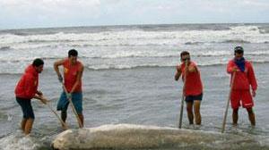 Cetaceo raro spiaggiato a Marina di Pietrasanta