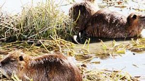 Emergenza nutrie al Mortelliccio, caccia aperta ai roditori