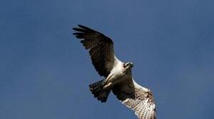 Cacciatore spara a un Falco Pecchiaiolo, salvato da un cittadino e consegnato al Wwf