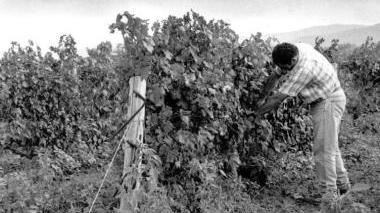 Un vigneto in una foto di repertorio