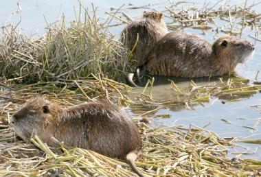 Due nutrie lungo un fossato 