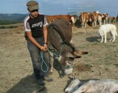 <b>LUPI.</b> Una pecora uccisa e sopra da sinistra Rabazzi (Cia) Corsini (Coldiretti) e Vivarelli Colonna (Conf agricoltura) 