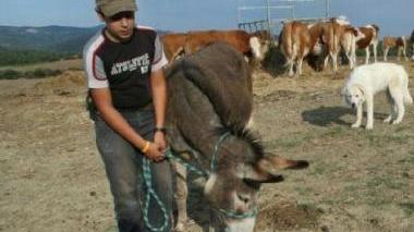 <b>LUPI.</b> Una pecora uccisa e sopra da sinistra Rabazzi (Cia) Corsini (Coldiretti) e Vivarelli Colonna (Conf agricoltura)
